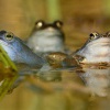Skokan ostronosy - Rana arvalis - Moor Frog 9828